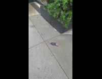 Rat lays on street with pink cowboy hat