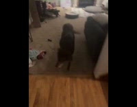 Dog sniffs and follows owner around house