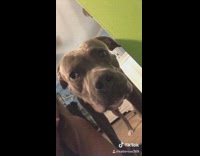 Tiktok girl ask dog if he can speak says f word