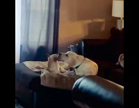 Small dog growls at big dog giving kisses