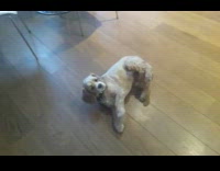 Brown dog guy finger gun bang trick 