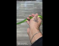 Green snake bites hand with tattoo