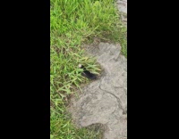 Mole roll over on grass and rock