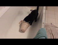 Cat obsessed with drinking water from tub