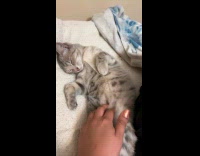 Woman rub belly of grey sleeping cat