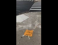 Brown hawk carries pigeon bird crosswalk girl