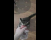 Kitten wont let go of bag 