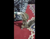 Baby Squirrel drinks milk from a syringe