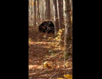 Black bear spotted roaming on the woods