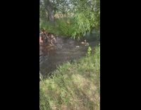 Dog checks on guy who jumped into lake water 
