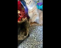 Two pet cat licks and cleans each others face