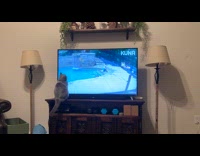 Grey cat sit close to TV watch DDOI