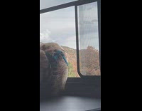 Dog wearing sunglasses and puts head out car window