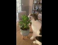 Cat on table bite chew plant leaves