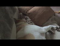 Mouth and lips flap while dog sleeps 