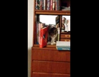 Cat pushes books off from bookshelf