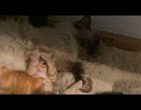 Pet kitten brushes its face with its paws next to its mother