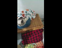 Pet opossum wakes up for treats bed