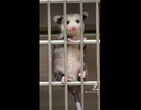 Baby possum hangs onto cage door