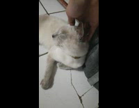 Guy pets cat laying by shoe rack 