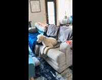 Man confused how dog sleeps instantly