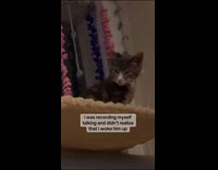 Cat staring at woman squinting