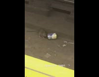 Rat eats blue goya beans can subway 