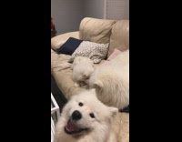 three white dogs near beige couch barking and playing 