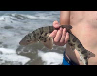 Boy holds and returns the baby shark