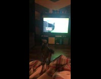 Cat stands edge of couch watches television 