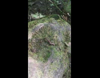 Daddy long legs eat worm on rock