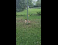 Corgi dog play with tether ball backyard