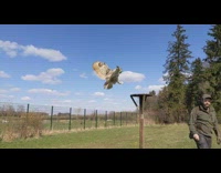 Trained Birds fly in front of the audience in slow motion