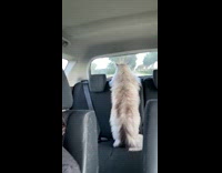 Cat standing back seat peeks at window