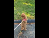 Brown dog stand on two legs at yards