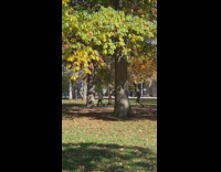 Woman in walks while a man behind that films her at the park