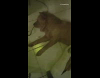 Brown chow chow dog breast feeds cat