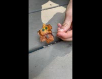 Dried leaf with two green spots and hole