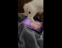 Dog jumps to catch insect on tablet
