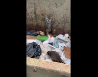 Woman and security helping stuck racoon in dumpster 