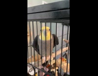 Cockatiel bird copies laugh of its owner