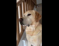 Collab ClipsIG - Dog wait and sits at the stairs