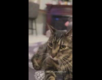 Striped cat lip syncs to yelling audio 