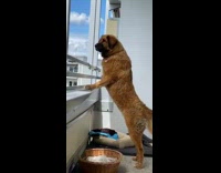 Large brown dog looks window barks quietly