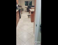 Small black brown dog runs away bath 