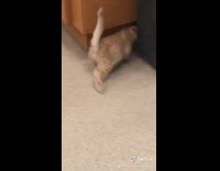 Collab BitchMP - Cleaning baby cats cage