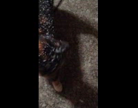 Stray cat follows submitter on the street