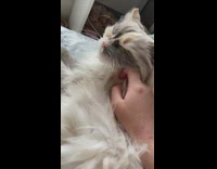 Girl pets cat with long fur bed 