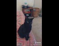 Girl black cat licks her fingers