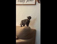 Gray kitten show tough attitude at dad